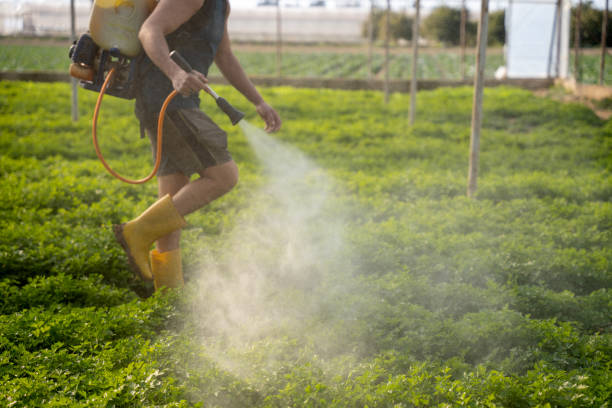 Best Affordable Pest Control Services  in Northport, AL