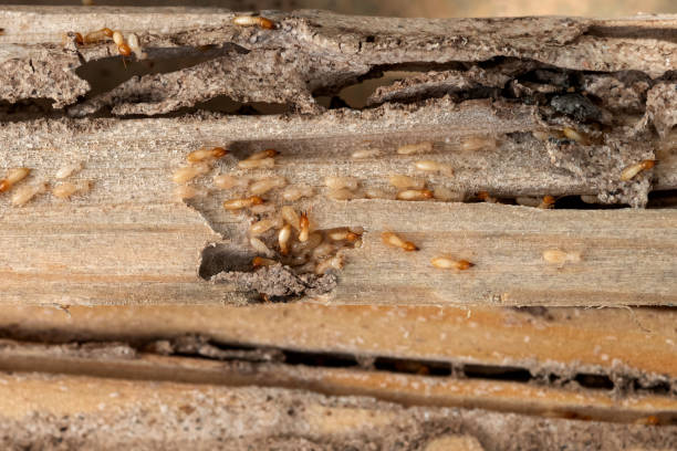 Pest Prevention Services in Northport, AL